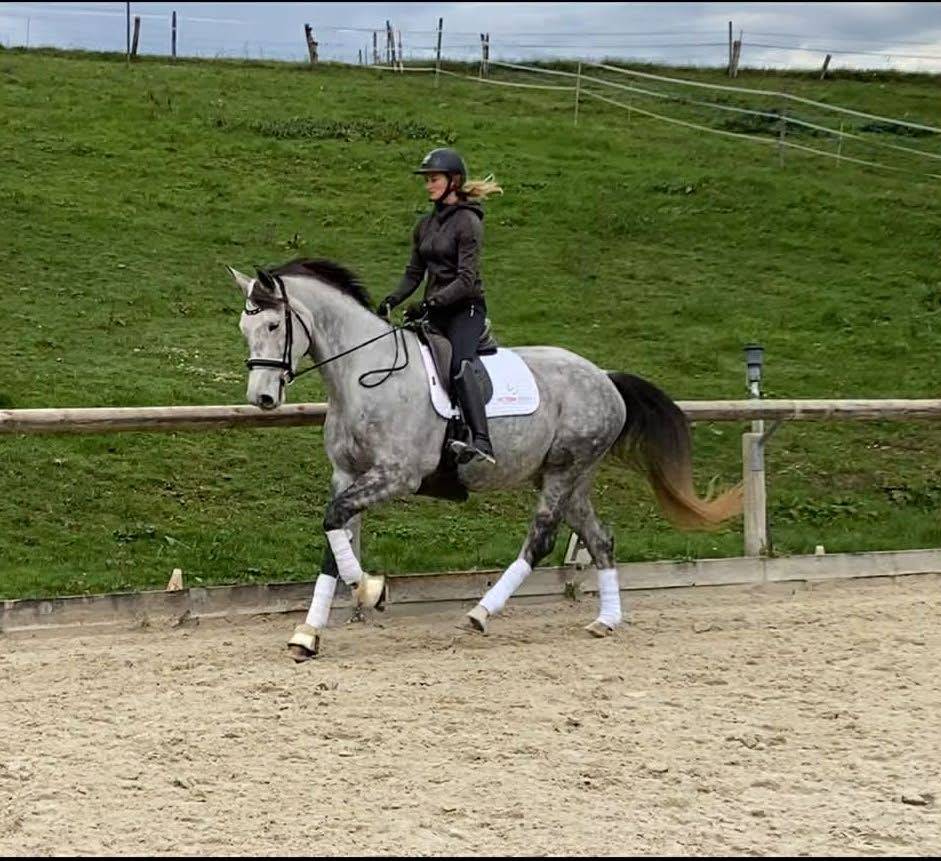Jument -  Hanovrienne - 5 ans - dressage - France