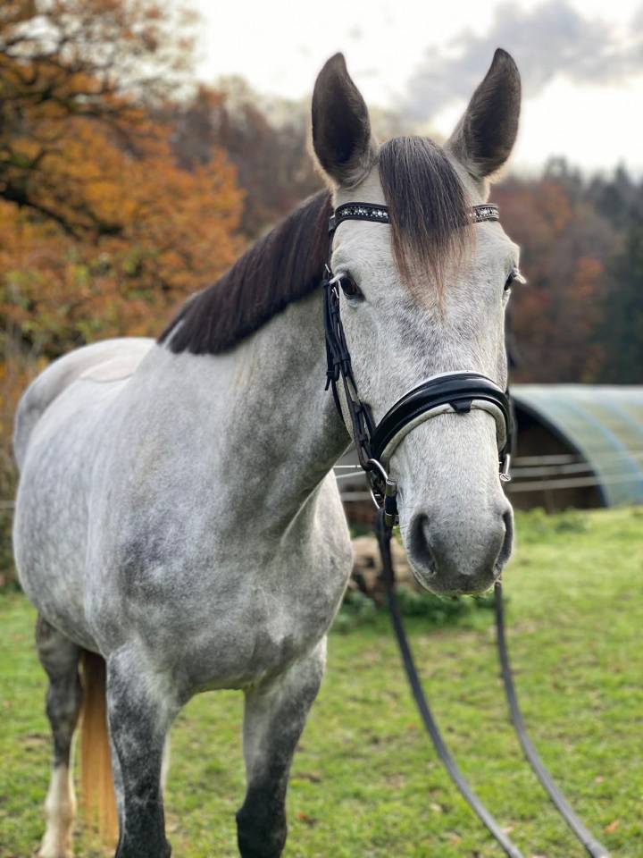 Jument -  Hanovrienne - 5 ans - dressage - France