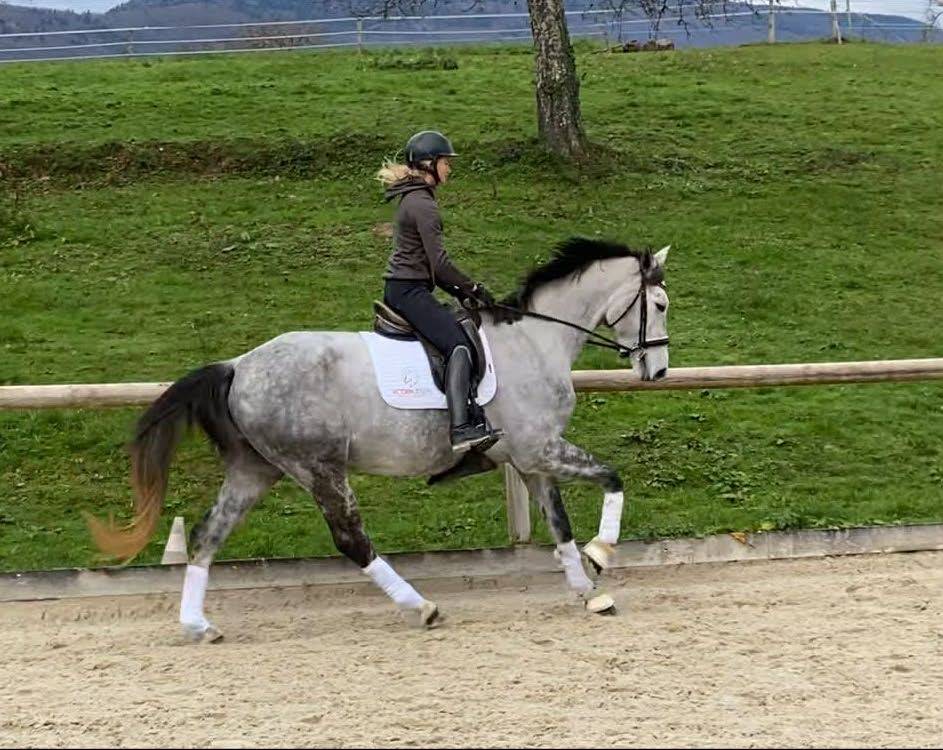 Jument -  Hanovrienne - 5 ans - dressage - France
