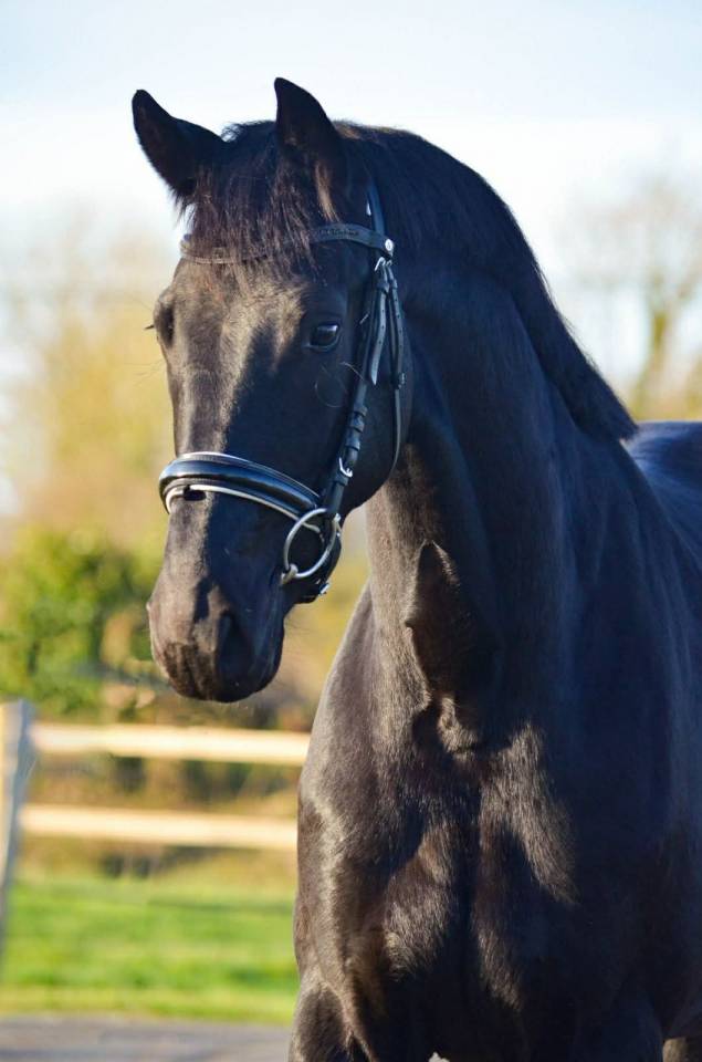 Jument - KWPN  - 4 ans - Dressage - France