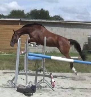 Jument SF &agrave; vendre 