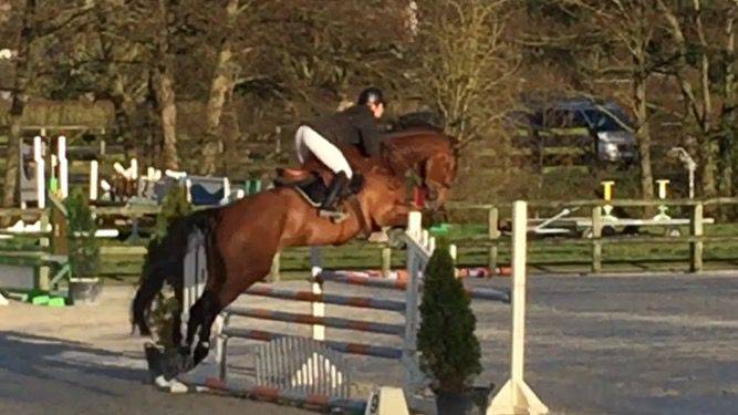 Jument SF &agrave; vendre 