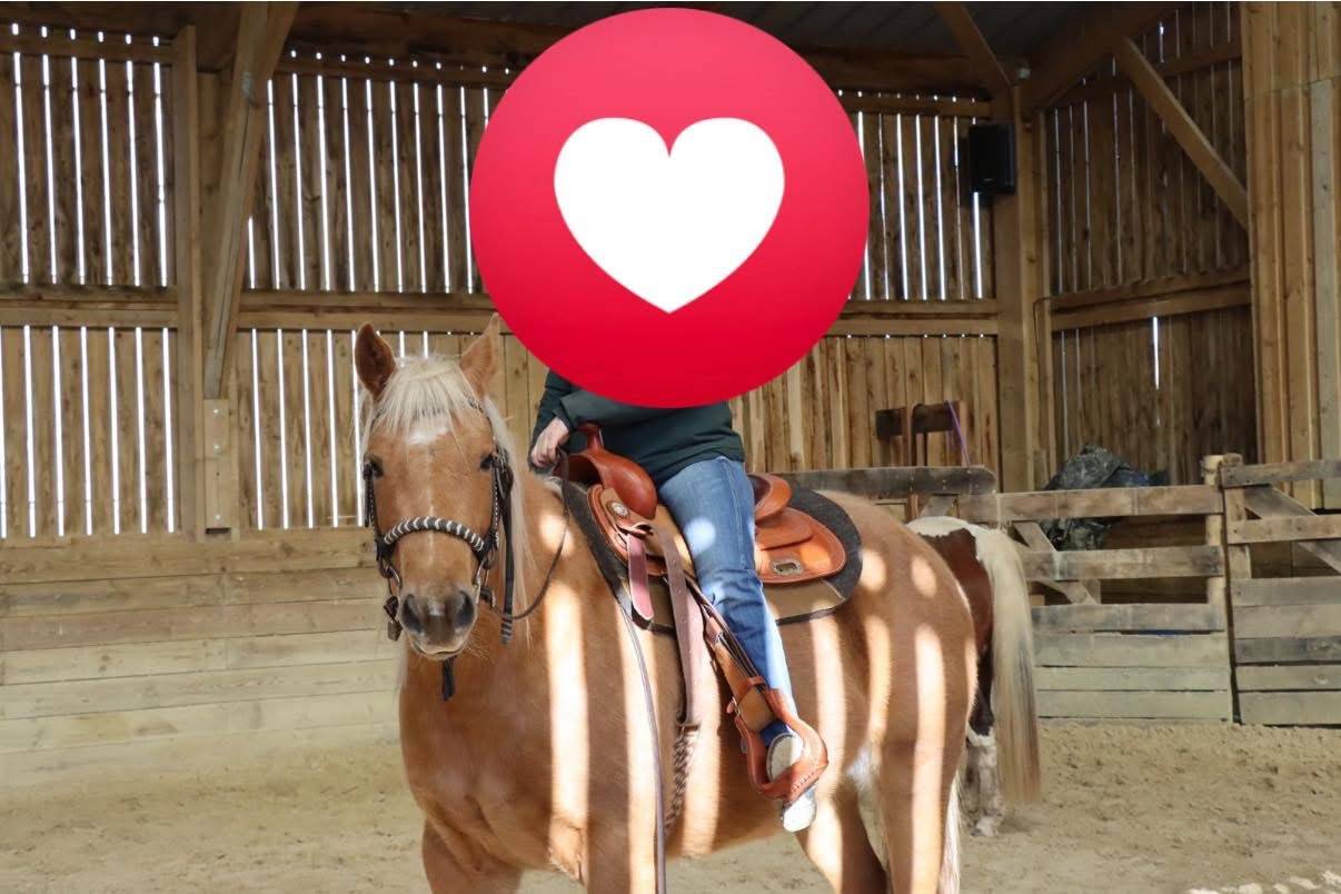 2 chevaux Quarter et Paint horse 