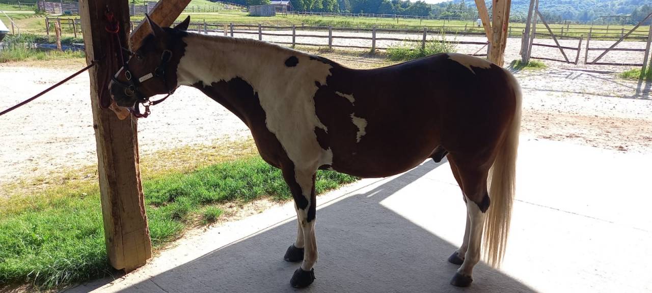 PAINT HORSE PP HONGRE 6 ans 