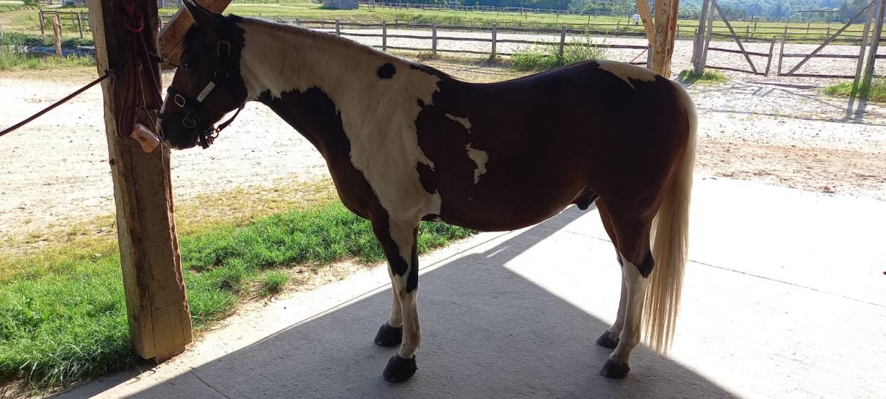 PAINT HORSE PP HONGRE 6 ans 