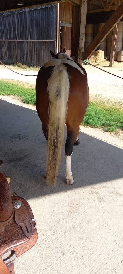 PAINT HORSE PP HONGRE 6 ans 