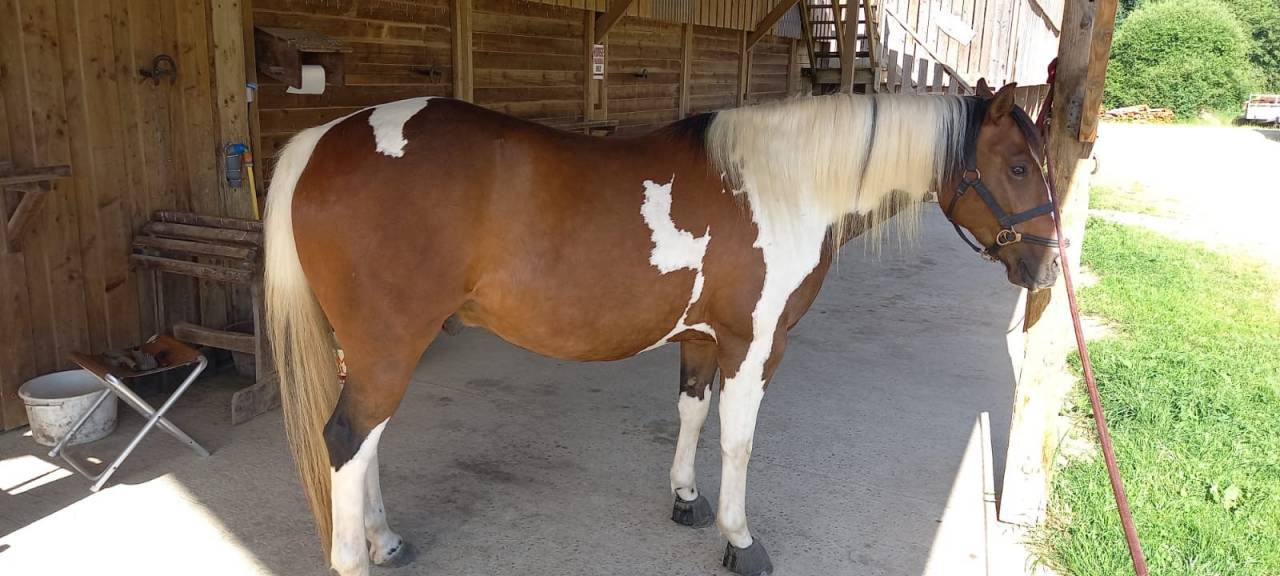 PAINT HORSE PP HONGRE 6 ans 
