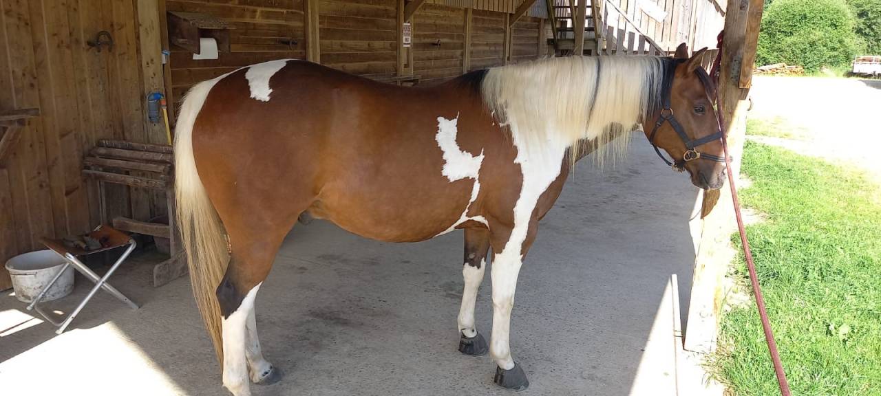 PAINT HORSE PP HONGRE 6 ans 