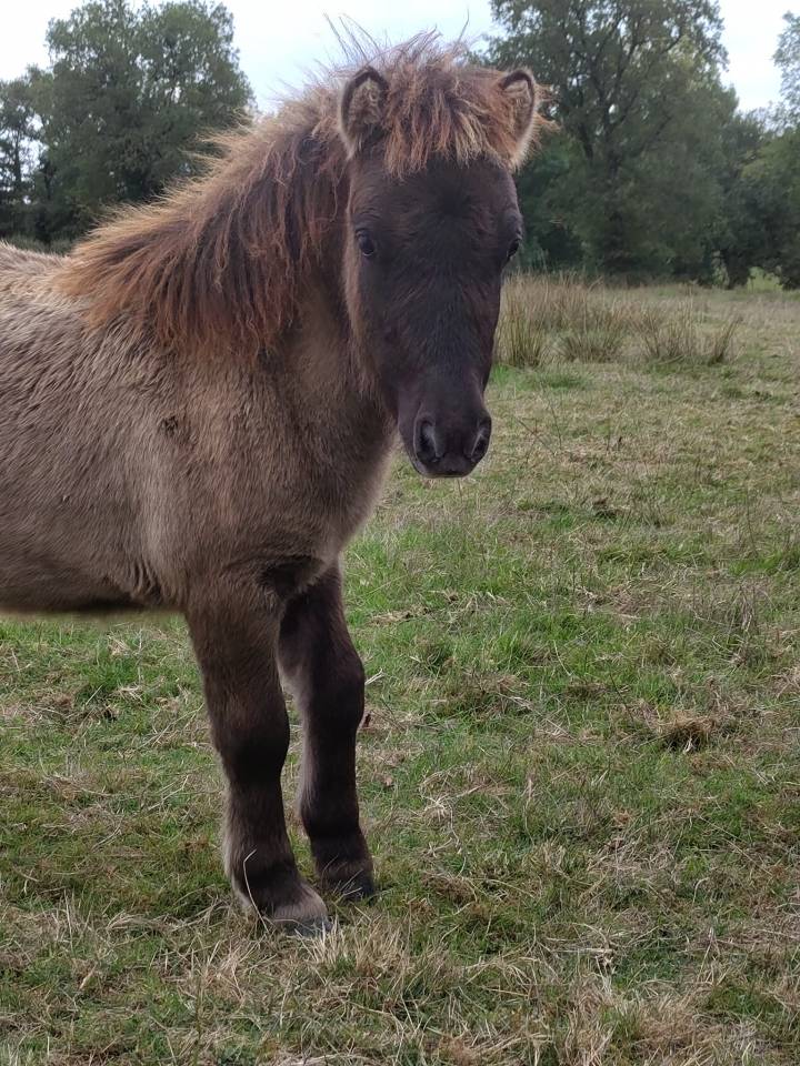 Panoramix d'Arquetan