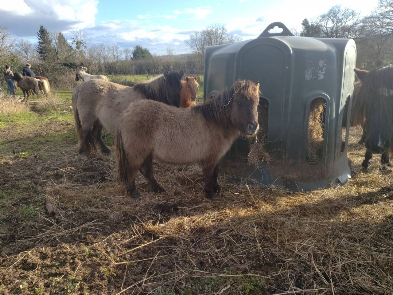 mod&egrave;le porteur, id&eacute;al compagnie ou futur poney de club