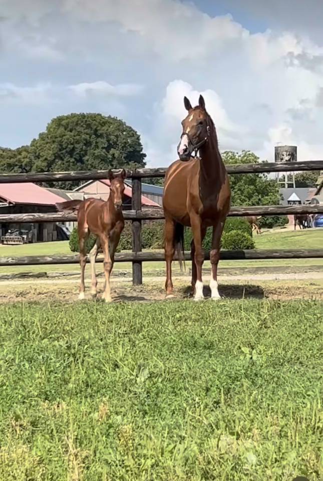 Magnifique pouliche par Cap Kennedy 