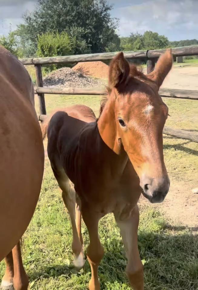 Magnifique pouliche par Cap Kennedy 