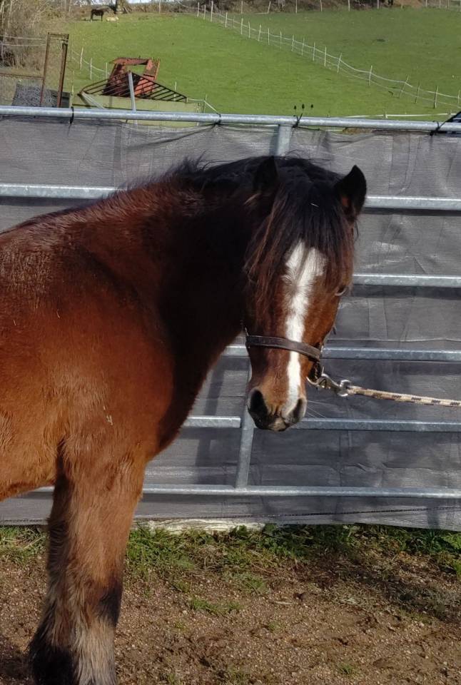 Diane de Cond&eacute;, pleine de Raboliot d'Arquetan 