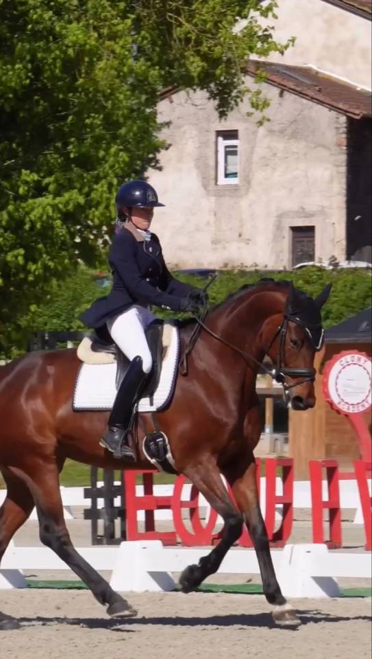Jument- KWPN - 10 ans - Dressage - France