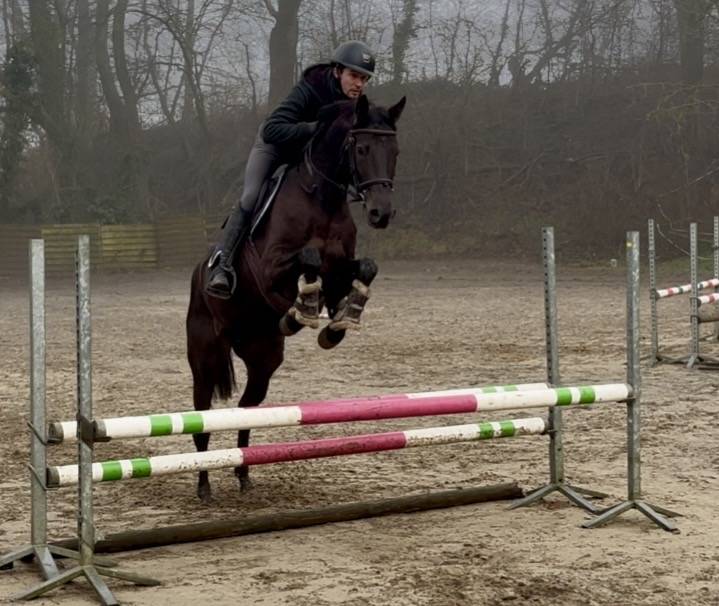 Magnifique jument de 7 ans, +- 1m65, Westphalienne 