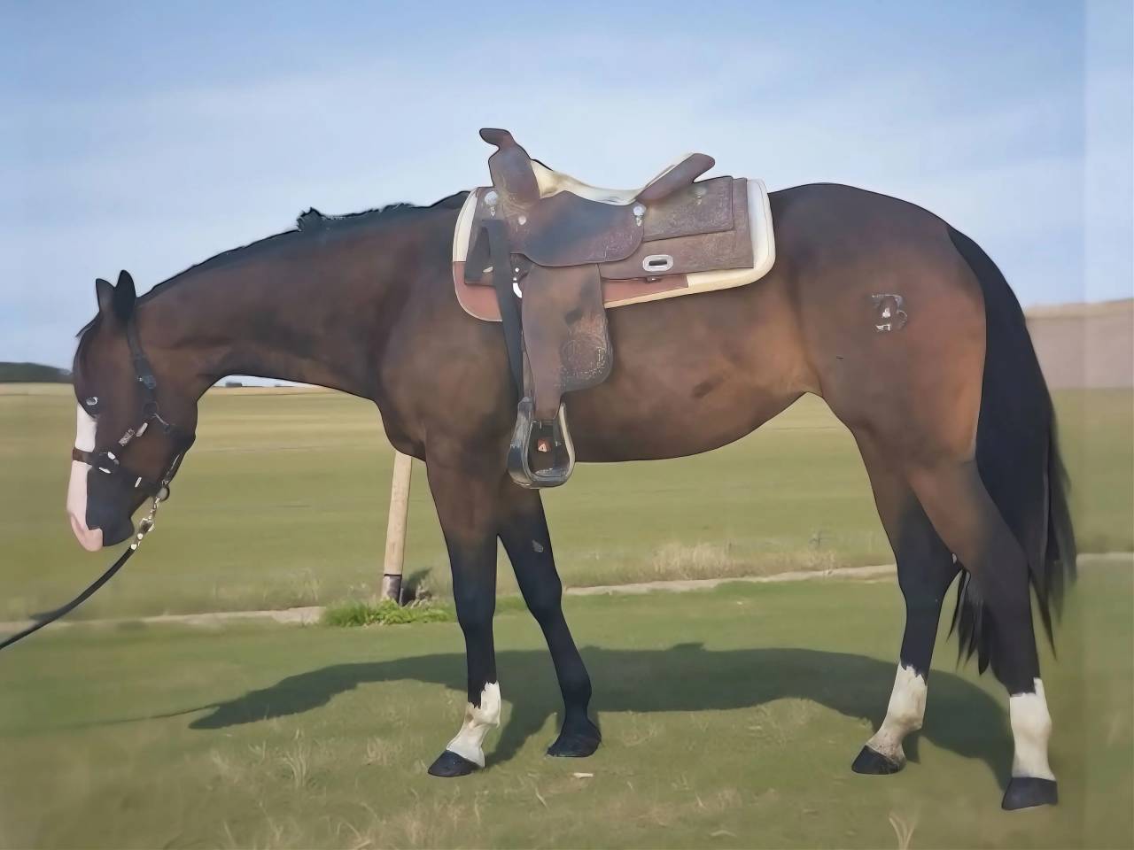 Jument Quarter Horse A vendre 2021 Bai brun par COLONEL SHINING GUN