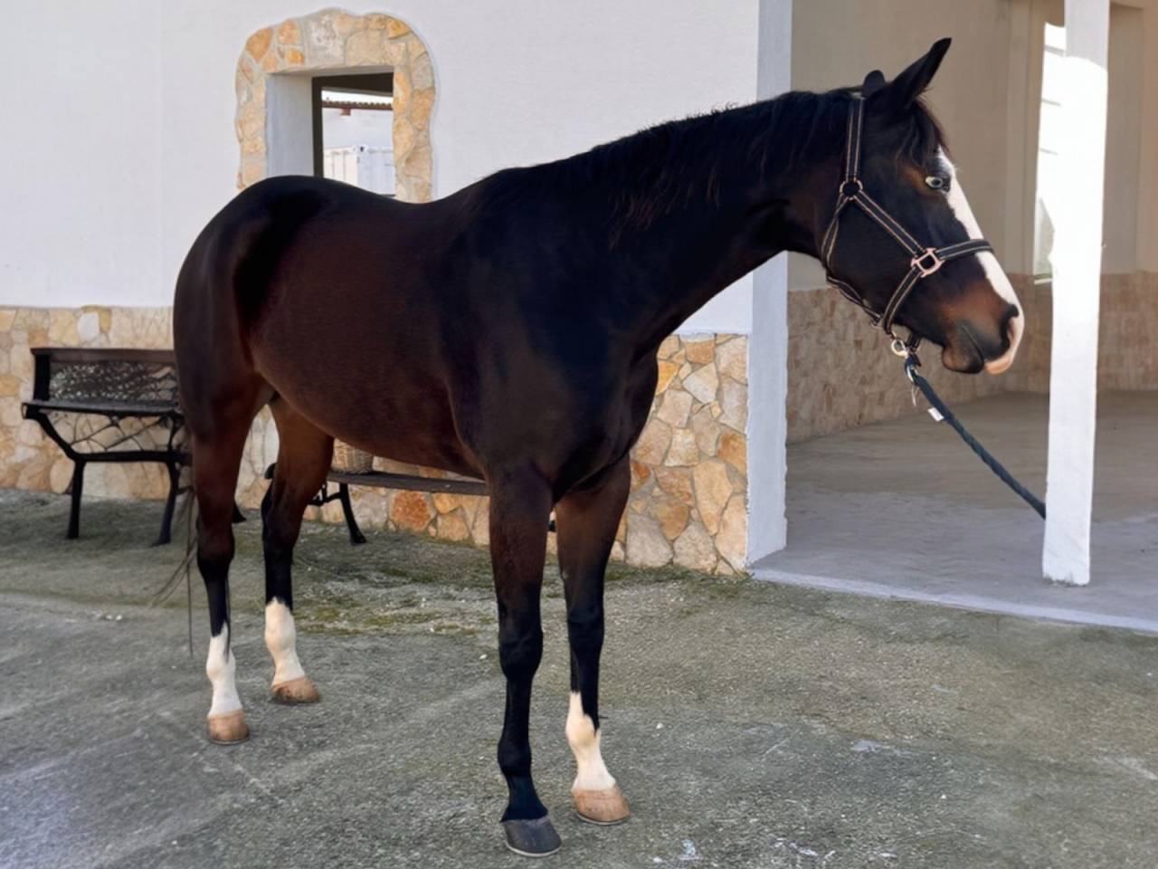 Jument Quarter Horse A vendre 2021 Bai brun par COLONEL SHINING GUN