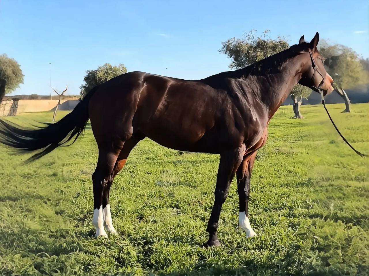 Jument Quarter Horse A vendre 2021 Bai brun par COLONEL SHINING GUN