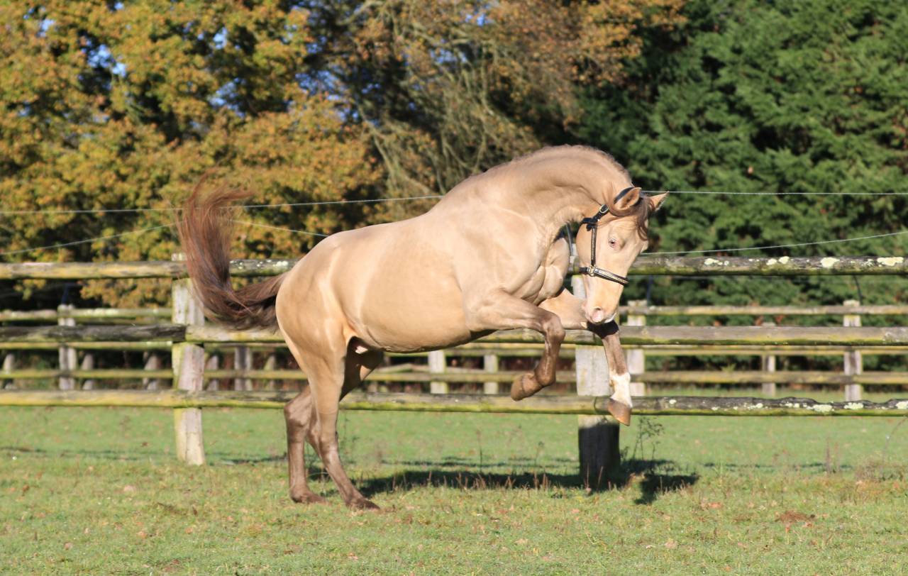 SHINEGRO CH - AES Champagne LICENSED STALLION 