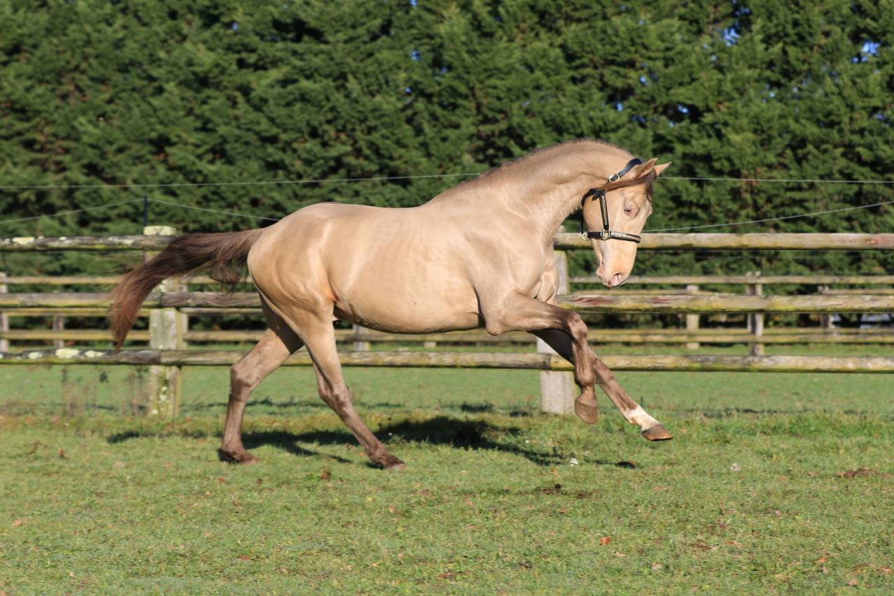 SHINEGRO CH - AES Champagne LICENSED STALLION 