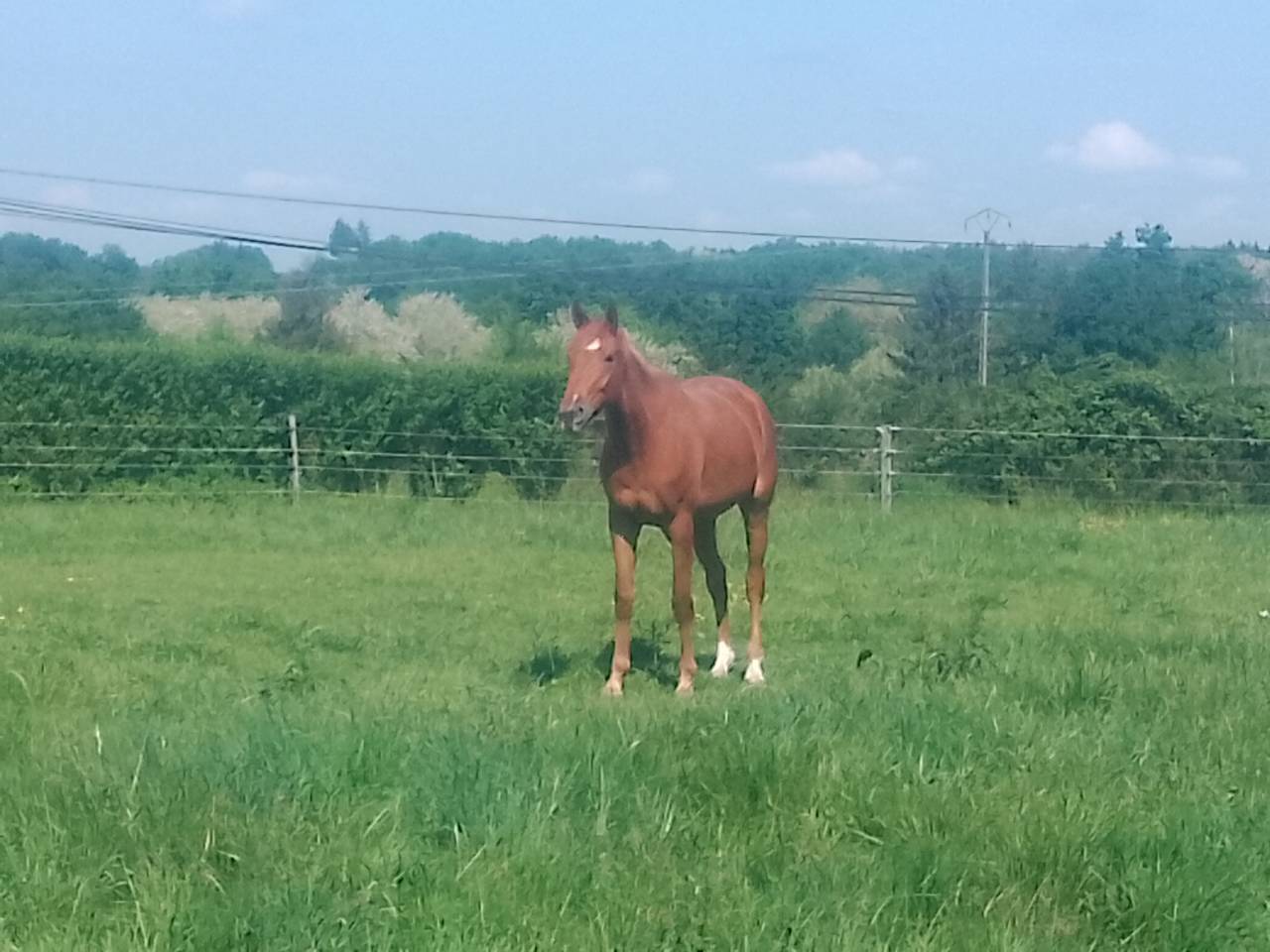Jument oc selle francais 4 ans 