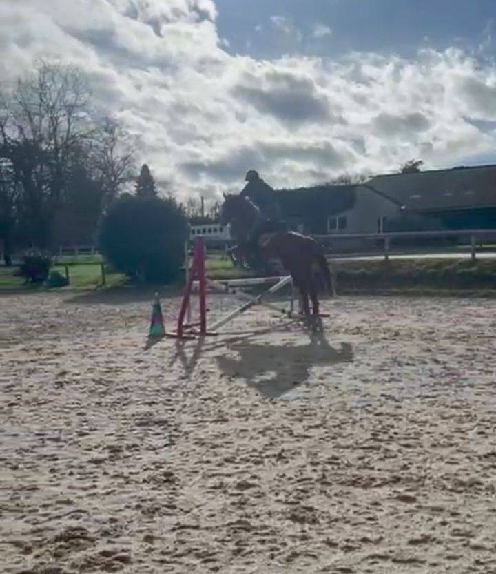 Jument oc selle francais 4 ans 