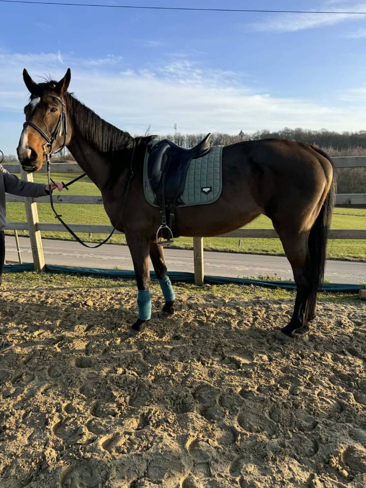 Jument 2012 - SBS - FABEAU x AXIS