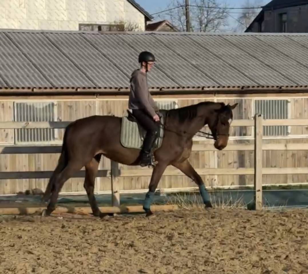 Jument 2012 - SBS - FABEAU x AXIS