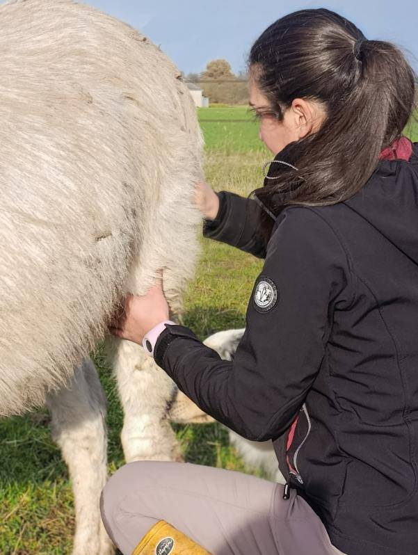 Massage &eacute;quin