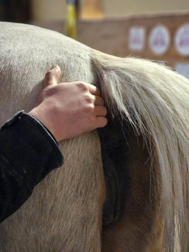 Massage &eacute;quin