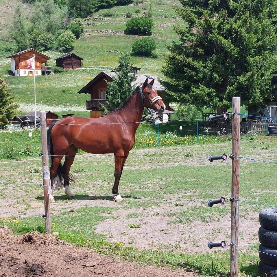 Magnifique hongre de 8 ans 