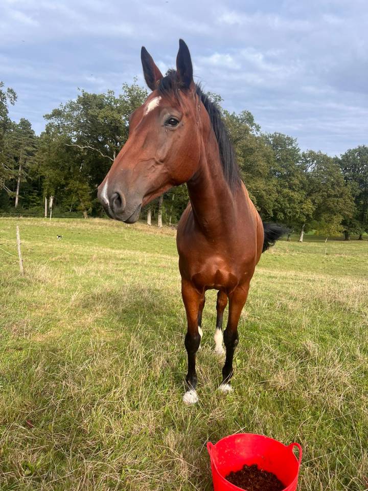 Magnifique hongre de 8 ans 