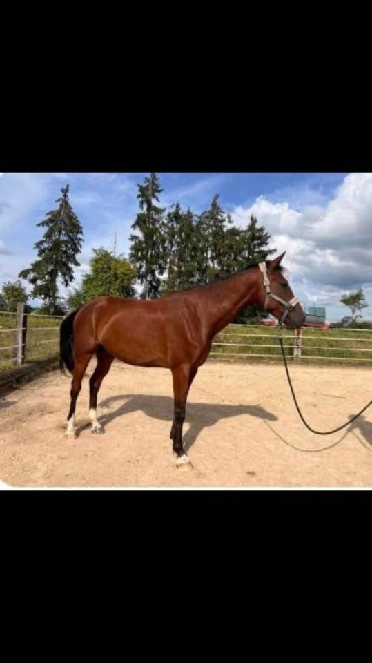 Magnifique hongre de 8 ans 