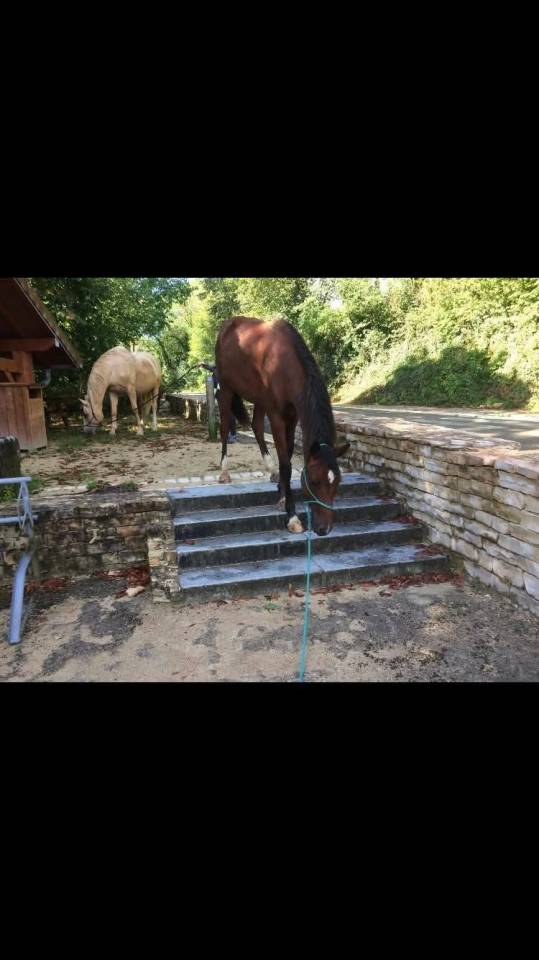 Magnifique hongre de 8 ans 