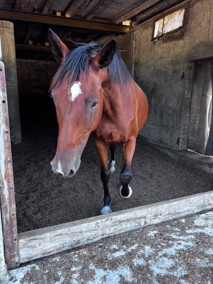 Magnifique hongre de 8 ans 