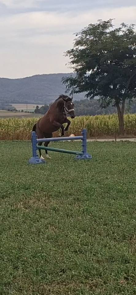 Magnifique hongre de 8 ans 