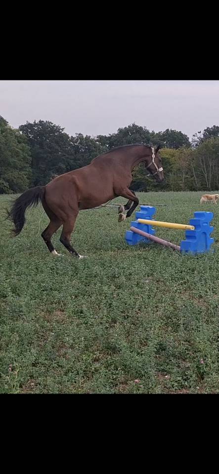 Magnifique hongre de 8 ans 