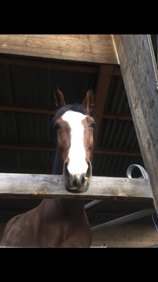 Magnifique jument poulini&egrave;re ou compagnie 