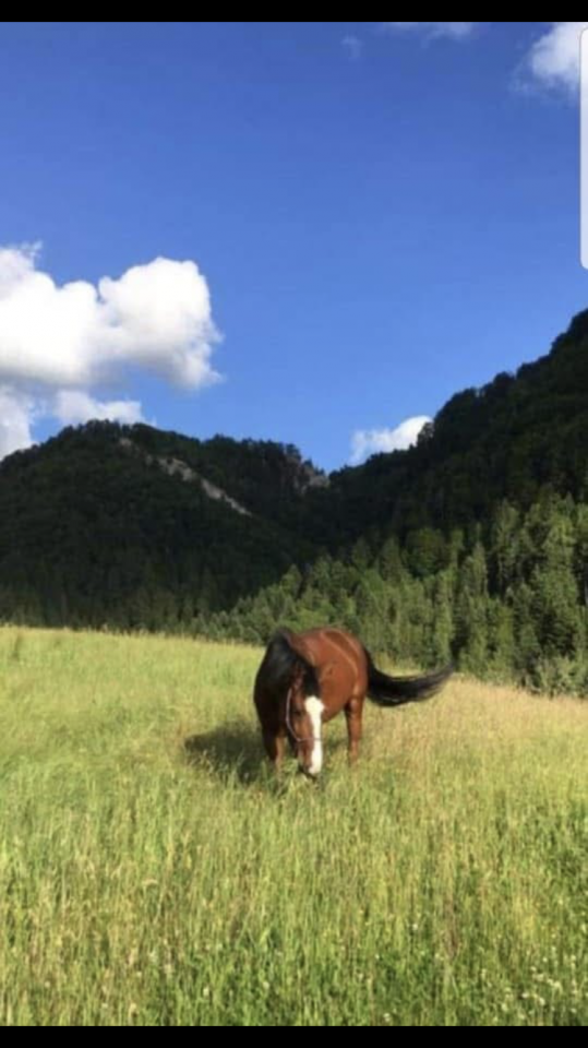 Magnifique jument poulini&egrave;re ou compagnie 