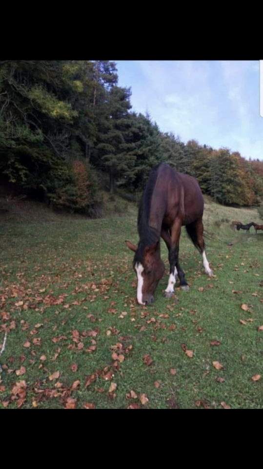 Magnifique jument poulini&egrave;re ou compagnie 