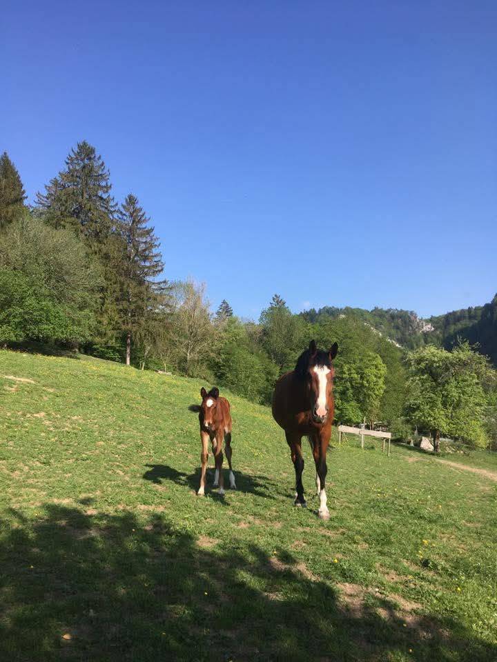 Magnifique jument poulini&egrave;re ou compagnie 