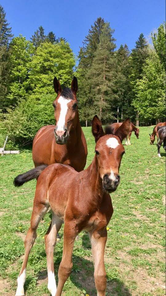 Magnifique jument poulini&egrave;re ou compagnie 