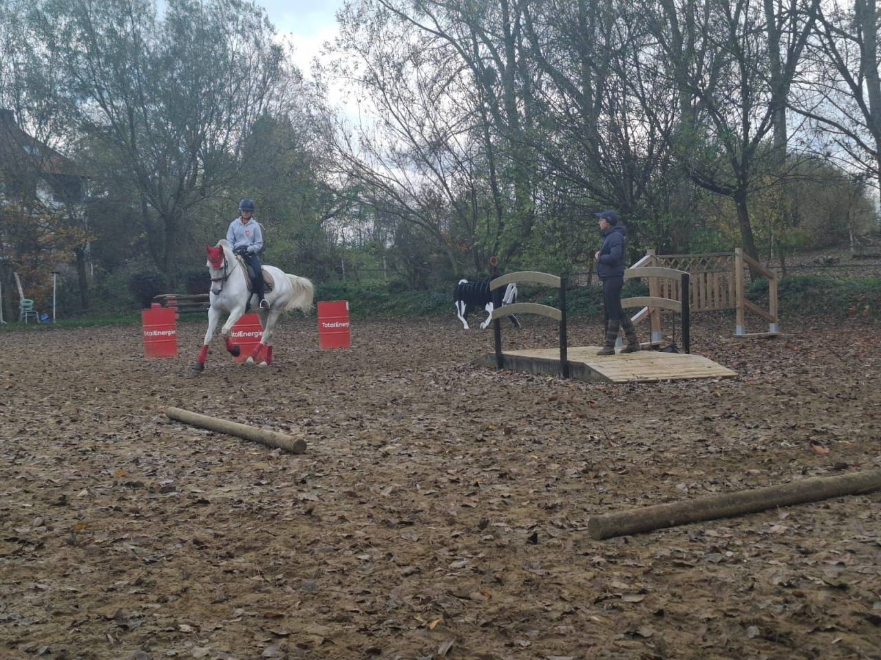 Jument d' origine lusitanienne 11 ans