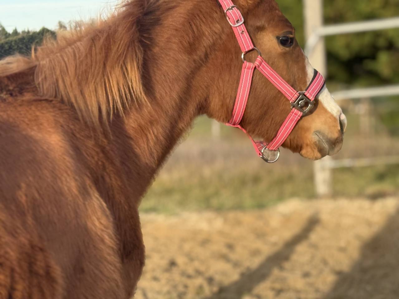 Pouliche de performance overo