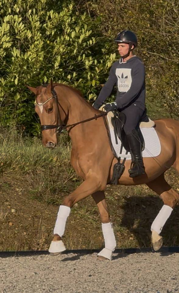 Hongre - Hanovrien - 4 ans - DSP - Dressage - France