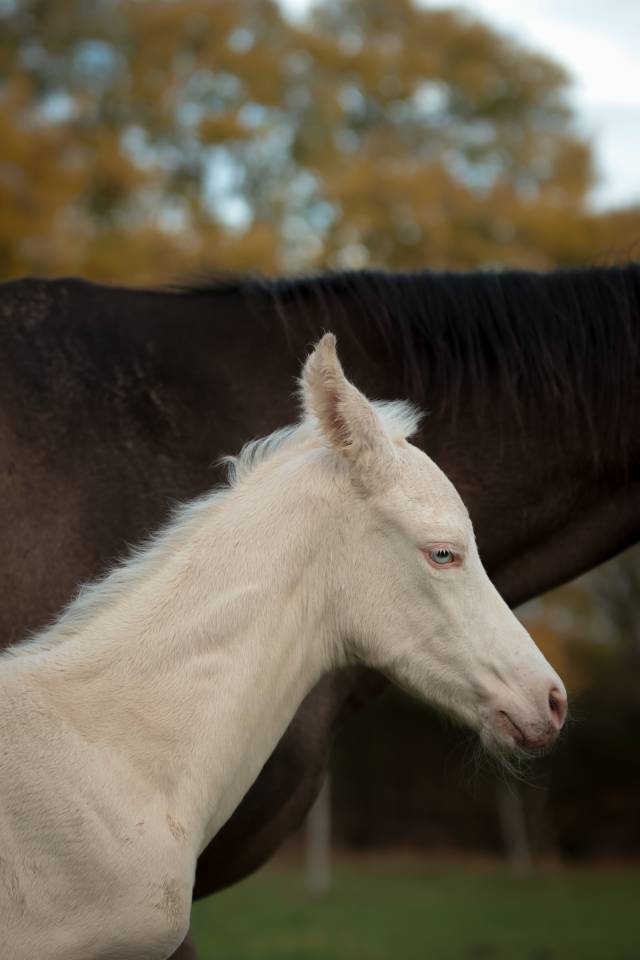 Pashan Izlayon Akhal Teke