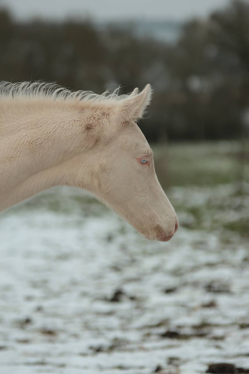 Pashan Izlayon Akhal Teke