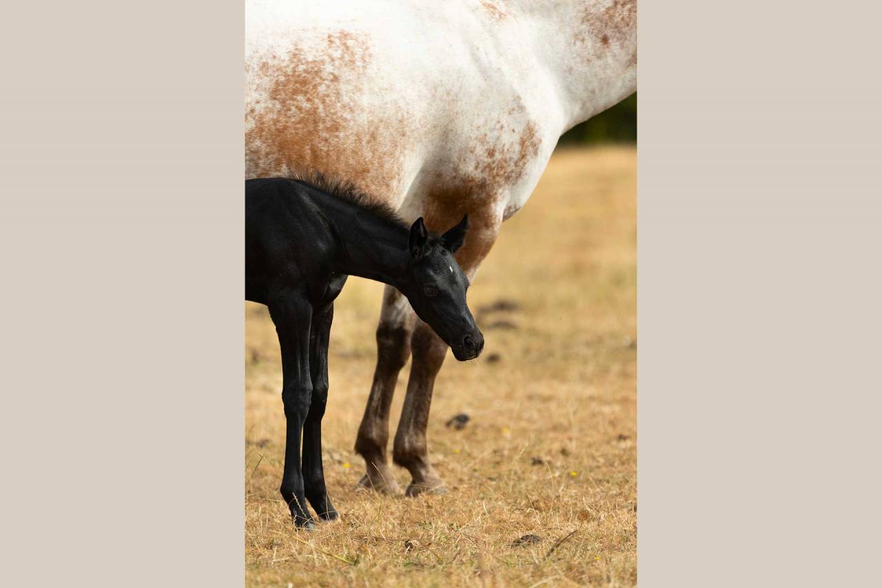 PIKALA IZLAYON pouliche Nez Perce