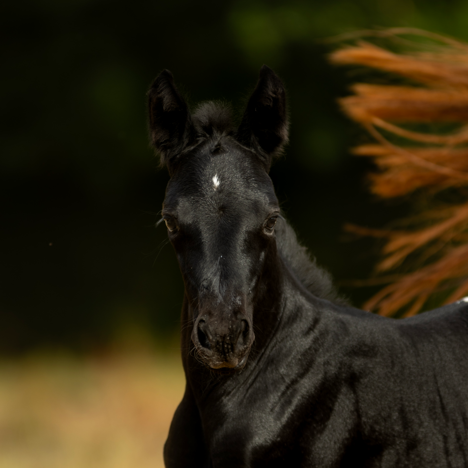 PIKALA IZLAYON pouliche Nez Perce