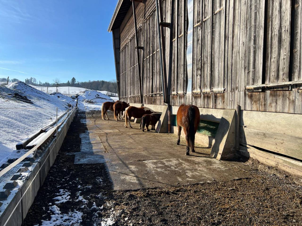 Pension en stabulation libre